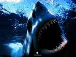 requin blanc