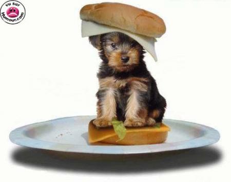 hot dog